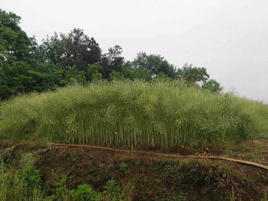 佳和1號(hào)