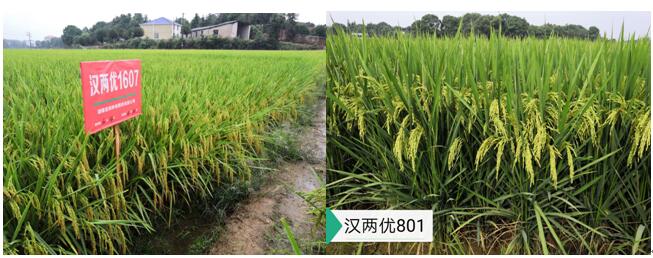 優質、高產雜交水稻組合漢兩優1607和漢兩優801.jpg