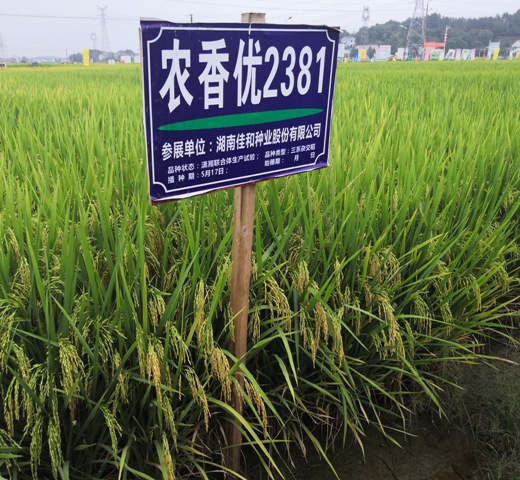 遲熟中稻——農(nóng)香優(yōu)2381