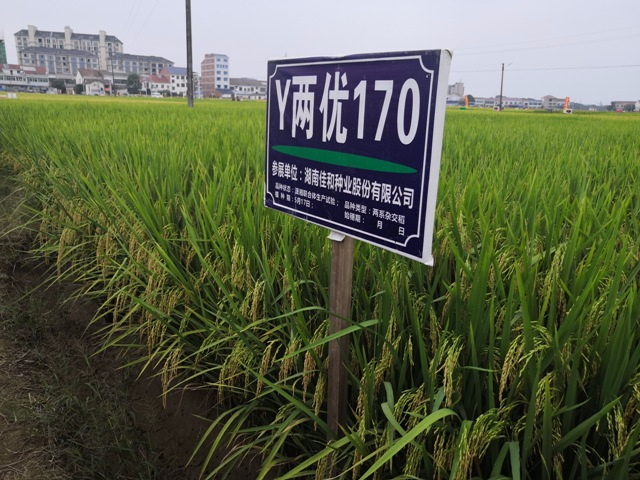 遲熟中稻——Y兩優(yōu)170