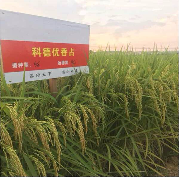 科德優香占