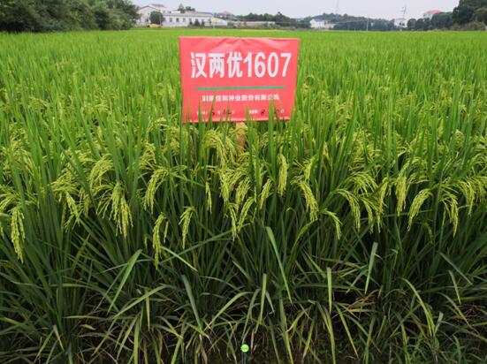 遲熟中稻——漢兩優1607